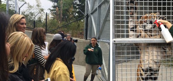 ABOVE & BELOW: Jungle Party Co-Chairs were treated to an up close & personal greeting to the new tigers at Woodland Park Zoo